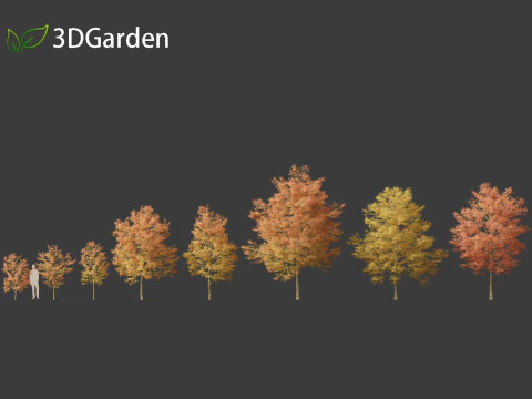 Acer buergerianum - Trident maple 02 3D Model