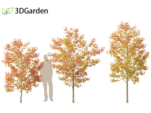 Acer buergerianum - Trident maple 02 3D Модель