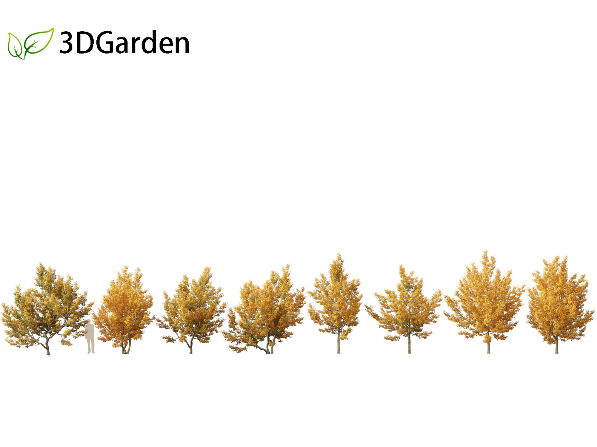 Acer campestre - Hedge maple 01 3D Model .c4d .max .obj .3ds .fbx .stl .blend 