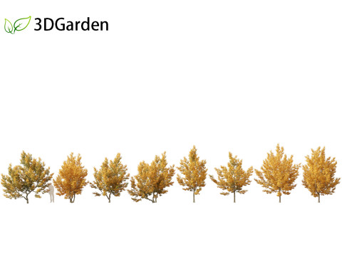 Acer campestre - Hedge maple 01 3D Модель