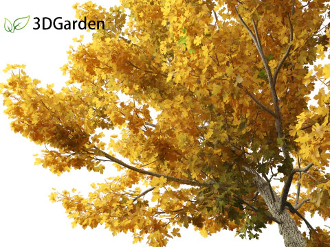 Acer campestre - Hedge maple 01 3D Model