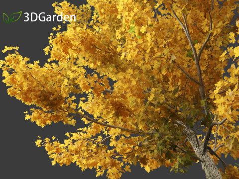 Acer campestre - Hedge maple 01 Model 3D