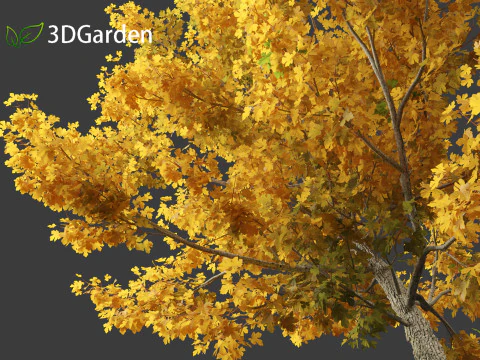 Acer campestre - Hedge maple 01 3D Model