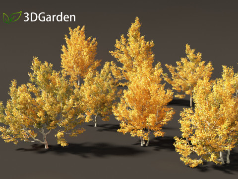 Acer campestre - Hedge maple 01 Model 3D