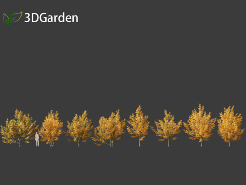 Acer campestre - Hedge maple 01 Model 3D