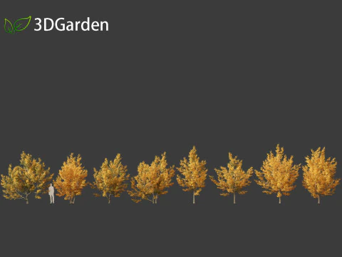 Acer campestre - Hedge maple 01 3D Model