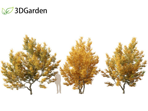 Acer campestre - Hedge maple 01 Model 3D