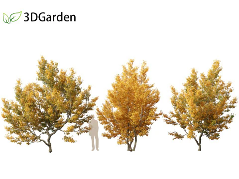 Acer campestre - Hedge maple 01 3D Model