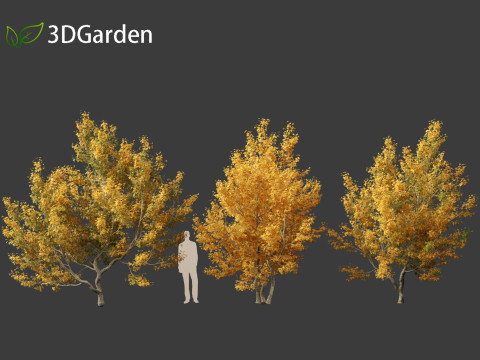 Acer campestre - Hedge maple 01 Model 3D