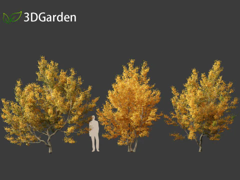 Acer campestre - Hedge maple 01 3D Model