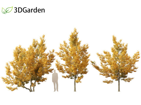 Acer campestre - Hedge maple 01 Model 3D