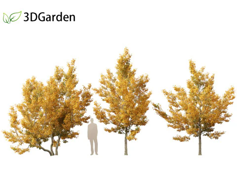 Acer campestre - Hedge maple 01 3D Model