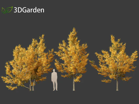 Acer campestre - Hedge maple 01 3D Model