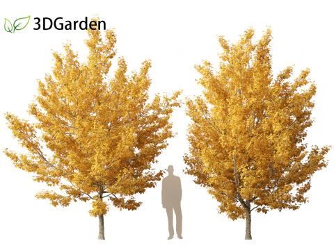 Acer campestre - Hedge maple 01 3D Model