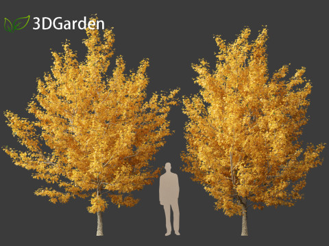 Acer campestre - Hedge maple 01 Model 3D