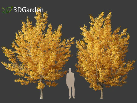 Acer campestre - Hedge maple 01 3D Model
