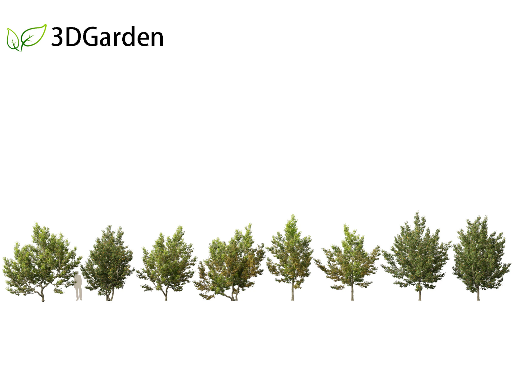 Acer campestre - Hedge maple 02 Modelo 3D .c4d .max .obj .3ds .fbx .stl .blend 