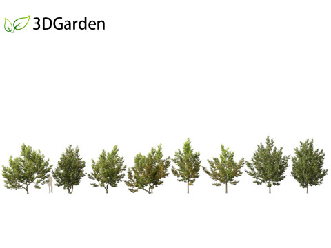 Acer campestre - Hedge maple 02 3D Модель
