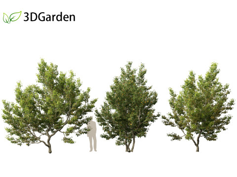 Acer campestre - Hedge maple 02 3D Model