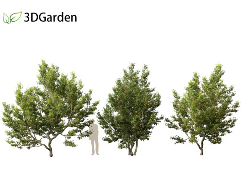 Acer campestre - Hedge maple 02 Modelo 3D