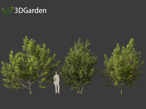 Acer campestre - Hedge maple 02 3D Model