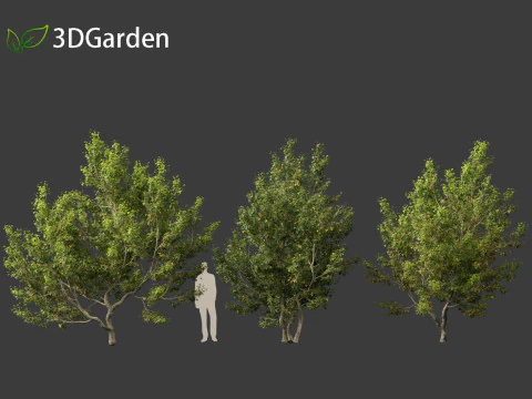 Acer campestre - Hedge maple 02 Modelo 3D