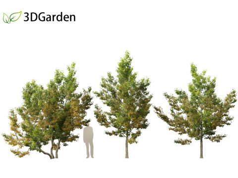Acer campestre - Hedge maple 02 3D Model