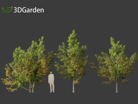 Acer campestre - Hedge maple 02 3D Model