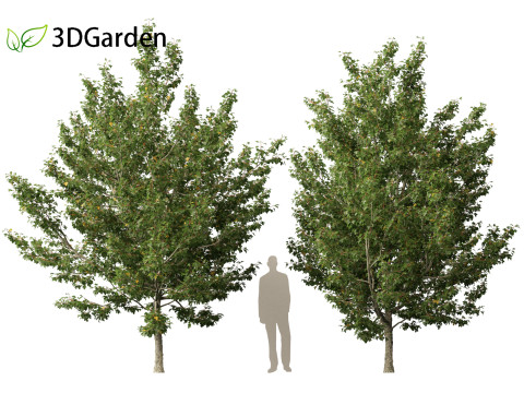 Acer campestre - Hedge maple 02 3D Model