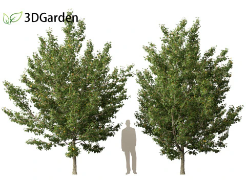 Acer campestre - Hedge maple 02 Modelo 3D