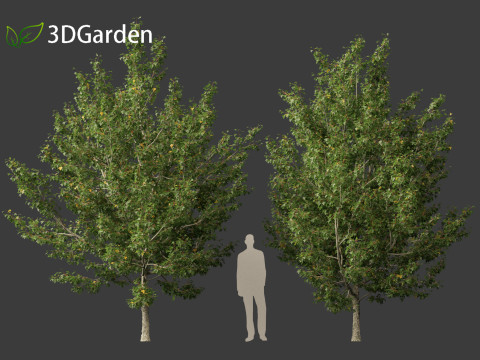 Acer campestre - Hedge maple 02 3D Model