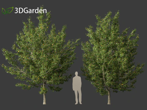 Acer campestre - Hedge maple 02 Modelo 3D