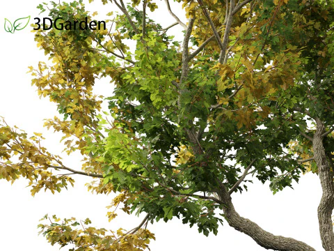 Acer campestre - Hedge maple 02 Modelo 3D