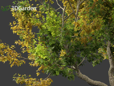 Acer campestre - Hedge maple 02 Modelo 3D