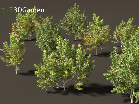 Acer campestre - Hedge maple 02 Modelo 3D