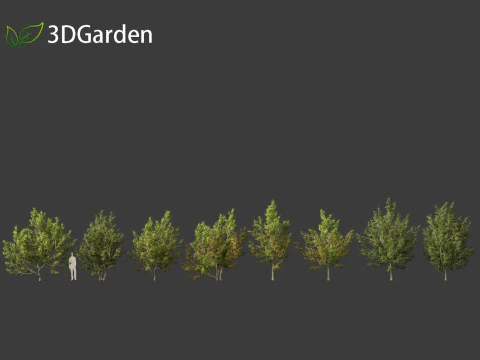 Acer campestre - Hedge maple 02 Modelo 3D