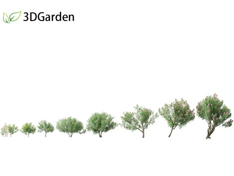 Chitalpa tashkentensis - Pink Dawn Chitalpa 3D Model