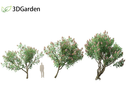 Chitalpa tashkentensis - Pink Dawn Chitalpa 3D Model