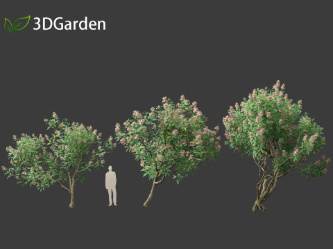 Chitalpa tashkentensis - Pink Dawn Chitalpa Model 3D
