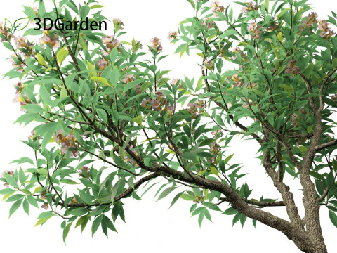 Chitalpa tashkentensis - Pink Dawn Chitalpa 3D Model