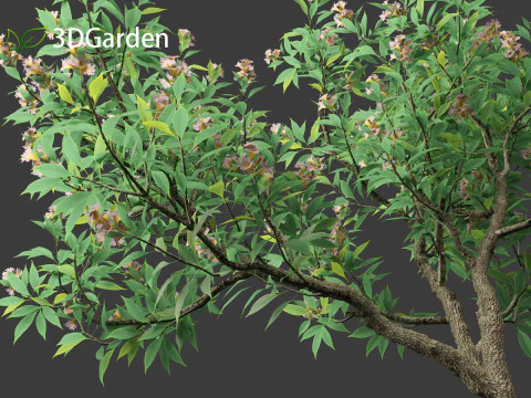 Chitalpa tashkentensis - Pink Dawn Chitalpa 3D Model