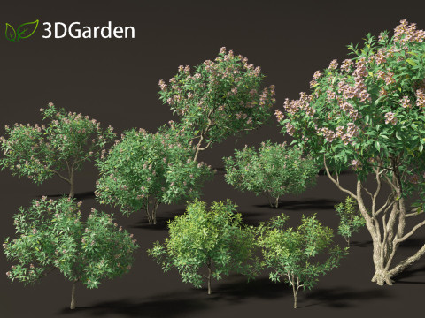 Chitalpa tashkentensis - Pink Dawn Chitalpa Model 3D
