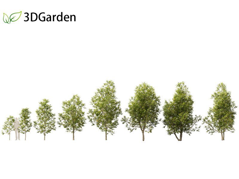 Eucommia ulmoides - Hardy rubber tree 3D Model .c4d .max .obj .3ds .fbx .stl .blend 