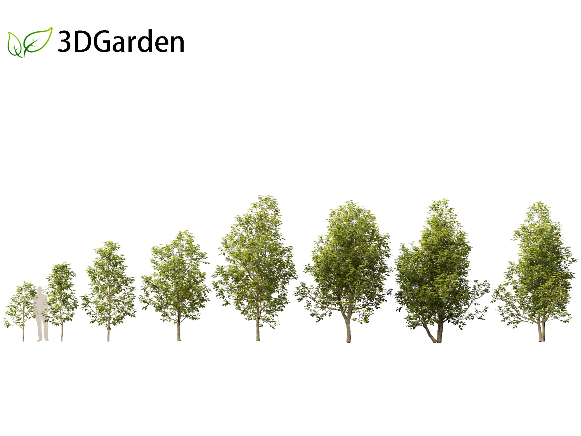 Eucommia ulmoides - Hardy rubber tree 3D Model .c4d .max .obj .3ds .fbx .stl .blend 