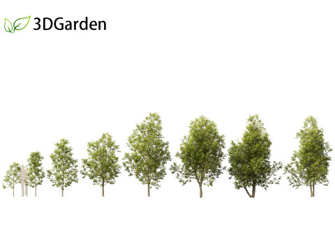 Eucommia ulmoides - Hardy rubber tree 3Dモデル