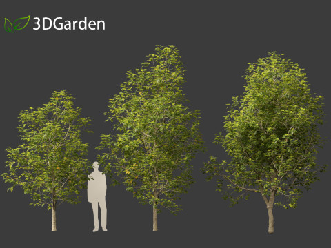 Eucommia ulmoides - Hardy rubber tree 3D Model
