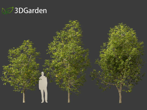 Eucommia ulmoides - Hardy rubber tree 3D Model