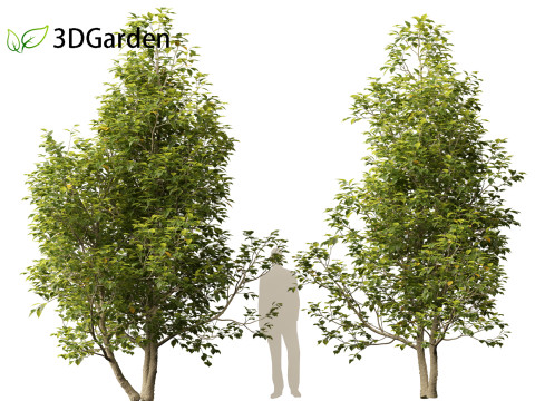 Eucommia ulmoides - Hardy rubber tree 3D Model