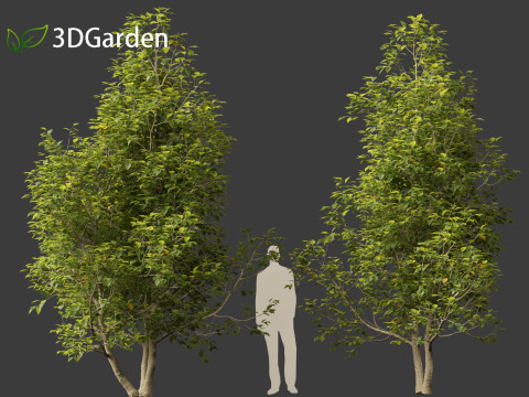 Eucommia ulmoides - Hardy rubber tree 3D Model