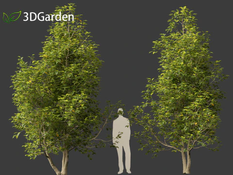 Eucommia ulmoides - Hardy rubber tree 3D Model